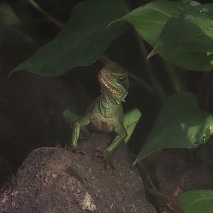 Chinese water dragon (Physignathus cocincinus), 2025-04-26