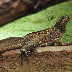 Sulawesi sailfin lizard (Hydrosaurus celebensis), 2025-04-26