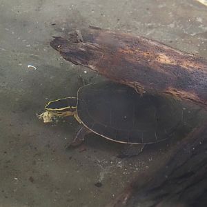 Southeast Asian box turtle (Cuora amboinensis), 2025-04-26