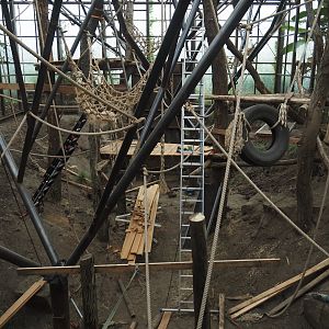 Renovation of climbing structures in Sumatran orangutan indoor exhibit, 2025-04-26