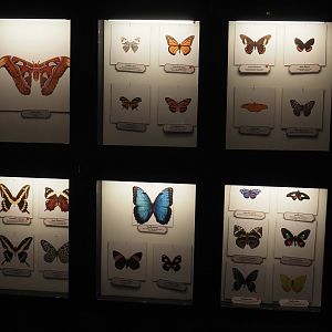 New butterfly species signage in the orangutan greenhouse, 2025-04-26