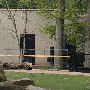 Temporary outdoor paddock for Somali wild donkeys during construction work, 2025-04-26