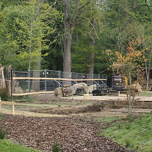 Construction of a new stable for red river hogs between Mountain bongo and Somali wild donkey paddocks, 2025-04-26