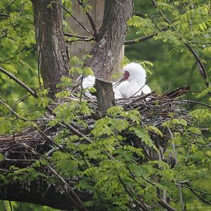 Nesting African spoonbills (Platalea alba), 2025-04-26