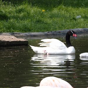 Black-necked swan (Cygnus melancoryphus) with cygnets, 2025-04-26