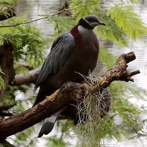Collared Imperial-Pigeon (Ducula mullerii), December 2015