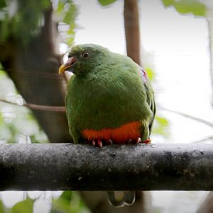 Orange-bellied Fruit-Dove (Ptilinopus iozonus), December 2015