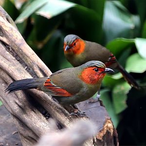 Scarlet-faced Liocichla (Liocichla ripponi)