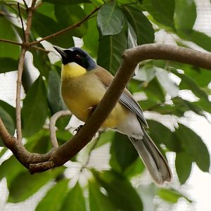 Blue-crowned Laughingthrush