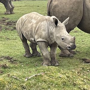 Southern White Rhino Calf