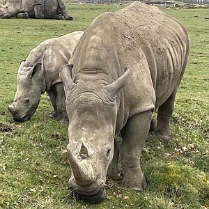 Southern White Rhino and Calf
