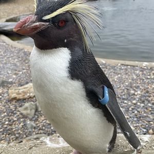 Rockhopper Penguin Close-up