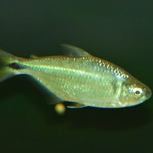 Plzen fish ID