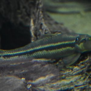 Plzen fish ID