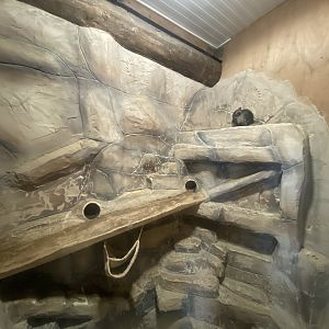 Chinchilla exhibit 280425