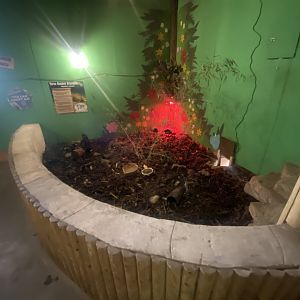 Six-banded armadillo exhibit 280425