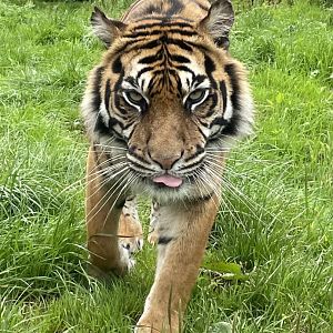 Female Sumatran Tiger