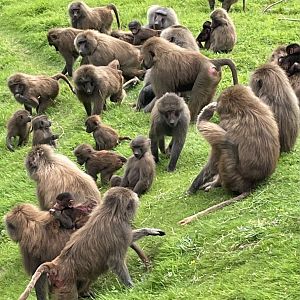 Hamadryas Baboon Troop