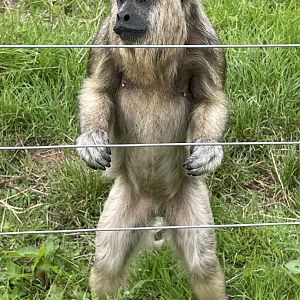 Female Black-and-Gold Howler Monkey