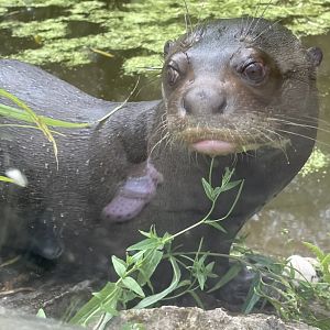 Male Giant Otter Close-up