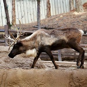 Reindeer, December 2015