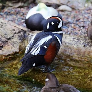 Harlequin Duck (Histrionicus histrionicus)