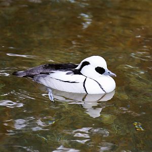 Smew