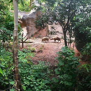 Rainforest Wild Asia - Babirusa in Flexible Habitat