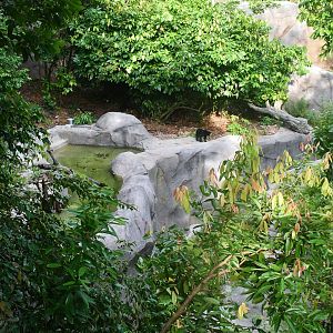 Rainforest Wild Asia - Sun Bear habitat
