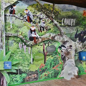 Rainforest Wild Asia - Canopy Zone interpretive