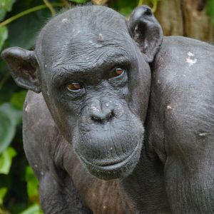 Chimpanzee Alice