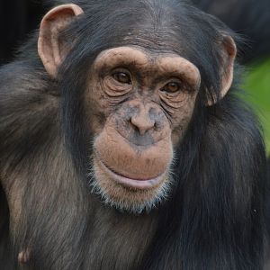 Chimpanzee Annie