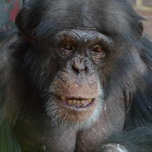 Chimpanzee Carlos