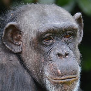 Chimpanzee Chrissie