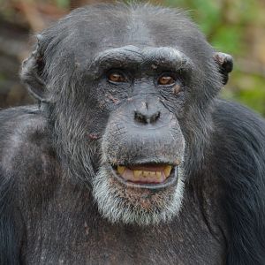 Chimpanzee Dylan