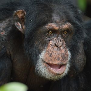 Chimpanzee Eric