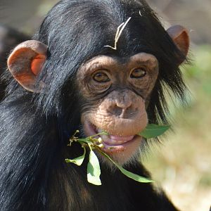 Chimpanzee toddler Jeff