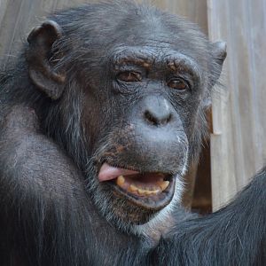 Chimpanzee Layla