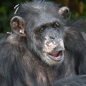 Chimpanzee Rosie