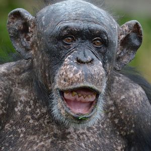 Chimpanzee Sally