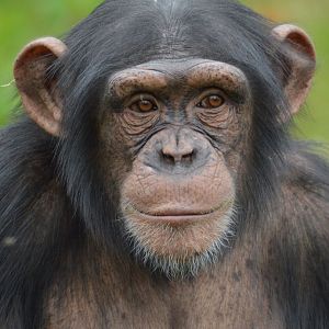 Chimpanzee Stevie