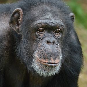 Chimpanzee Vila