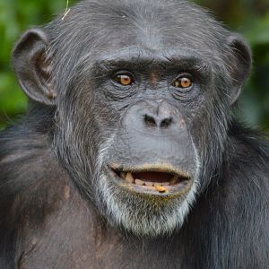 Chimpanzee Zeezee