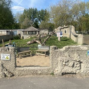 Meerkat and Crested porcupine exhibit 280425