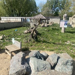 Meerkat and Crested porcupine exhibit 280425