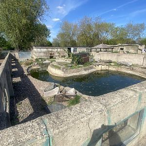 American beaver exhibit 280425