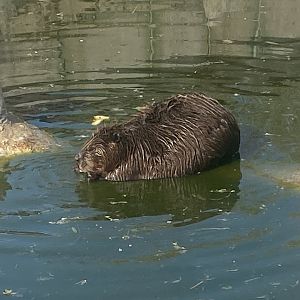 American beaver 280425