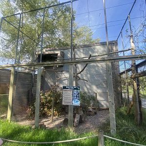 Eurasian great grey owl aviary 280425