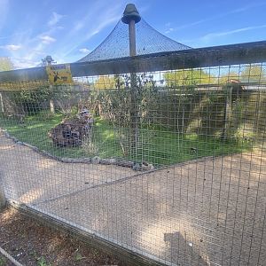 Kirk’s dik-dik enclosure 280425