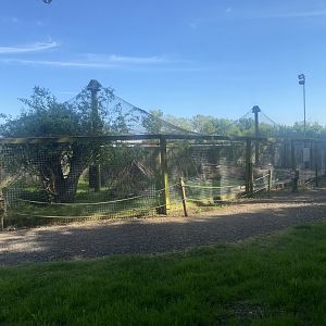 Kirk’s dik-dik enclosure 280425